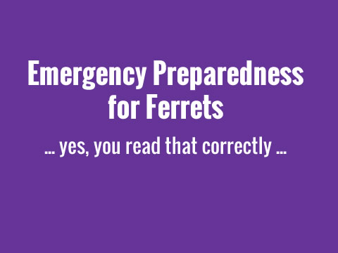 Emergency Preparedness for Ferrets by Carla Almaraz