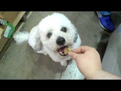 Freeze Dried Dog Treats! Chicken Gizzards in a Harvest Right Freeze Dryer